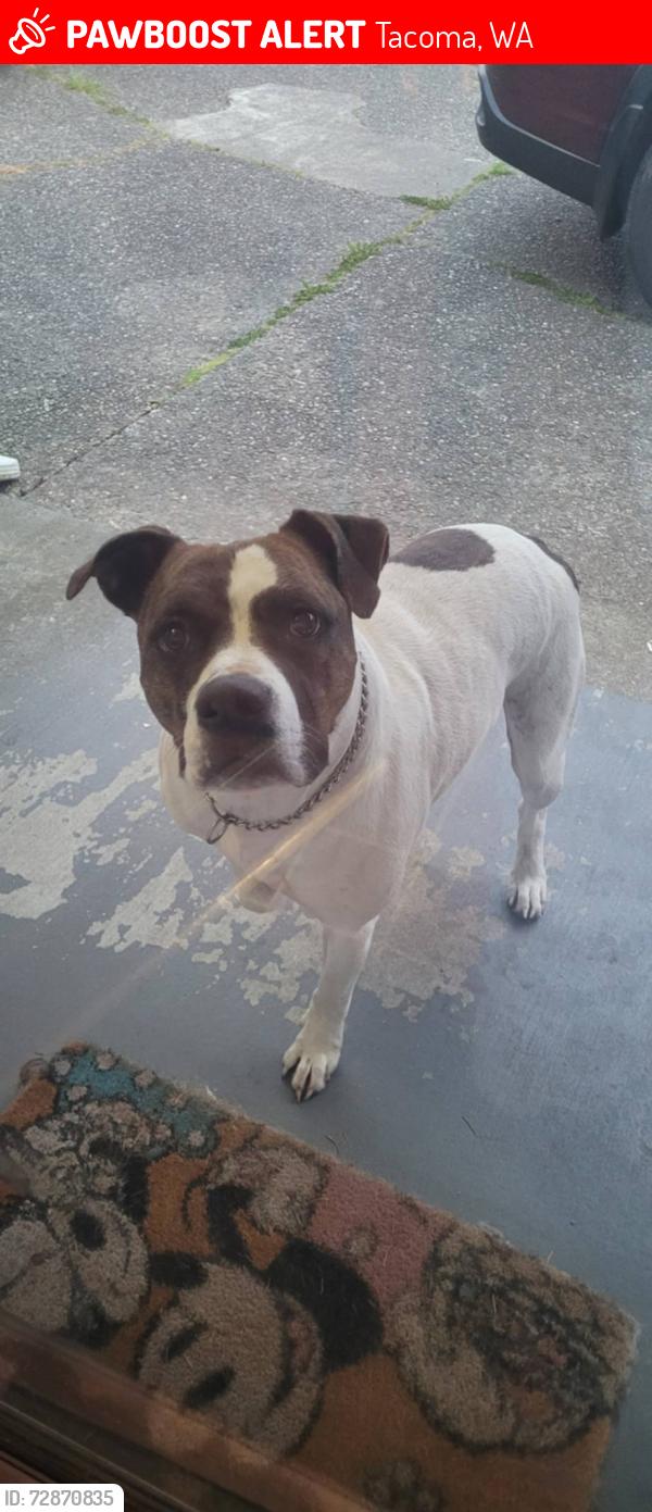 Lost Male Dog last seen 51st and D street Tacoma , Tacoma, WA 98408