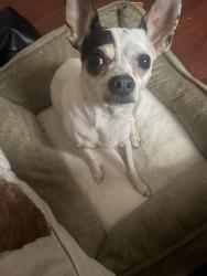 Found/Stray Male Dog last seen Cleland Park, Los Angeles, CA 90065