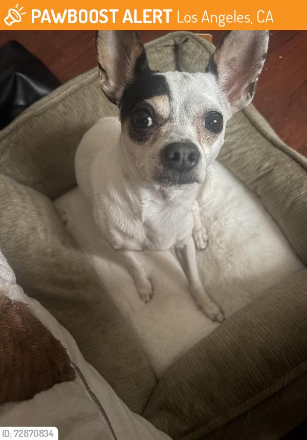 Found/Stray Male Dog last seen Cleland Park, Los Angeles, CA 90065