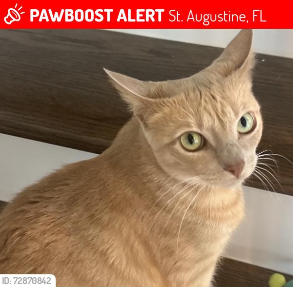 Lost Female Cat last seen Beacon lake phase 4 , St. Augustine, FL 32095