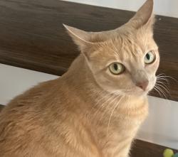 Lost Female Cat last seen Beacon lake phase 4 , St. Augustine, FL 32095