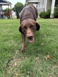 Found/Stray Female Dog last seen Roaming Near hses, Greenville, SC 29617