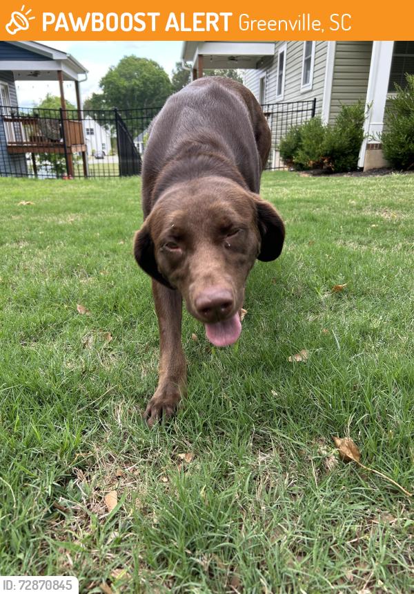 Found/Stray Female Dog last seen Roaming Near hses, Greenville, SC 29617