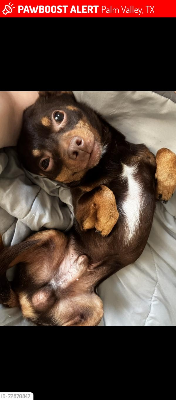 Lost Male Dog last seen Stefanos, Palm Valley, TX 78552