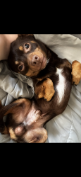 Lost Male Dog last seen Stefanos, Palm Valley, TX 78552