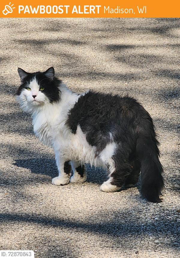 Found/Stray Unknown Cat last seen Near soccer field, Madison, WI 53704