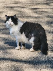 Found/Stray Unknown Cat last seen Near soccer field, Madison, WI 53704