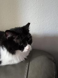 Lost Female Cat last seen Klein High school, Spring, TX 77379
