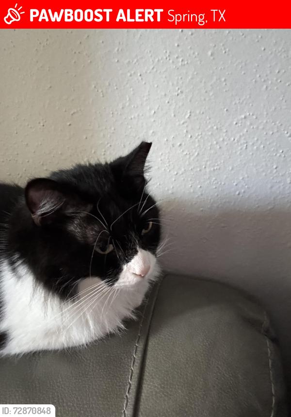 Lost Female Cat last seen Klein High school, Spring, TX 77379