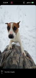 Lost Male Dog last seen Maynardville pike , Knoxville, TN 37938