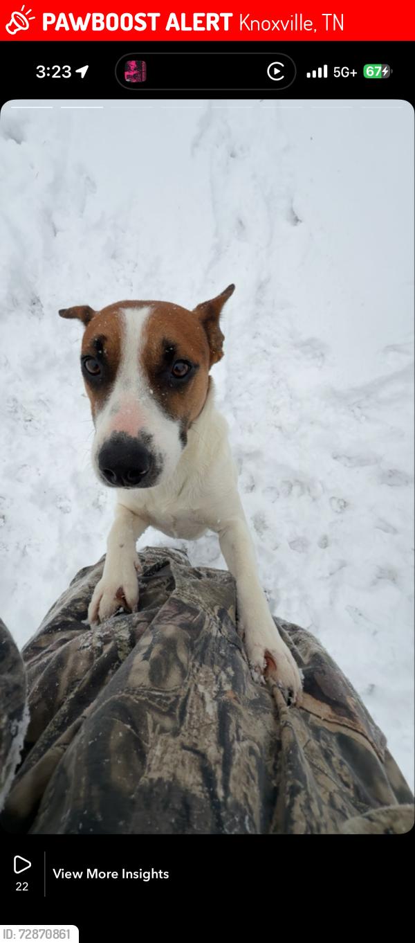 Lost Male Dog last seen Maynardville pike , Knoxville, TN 37938