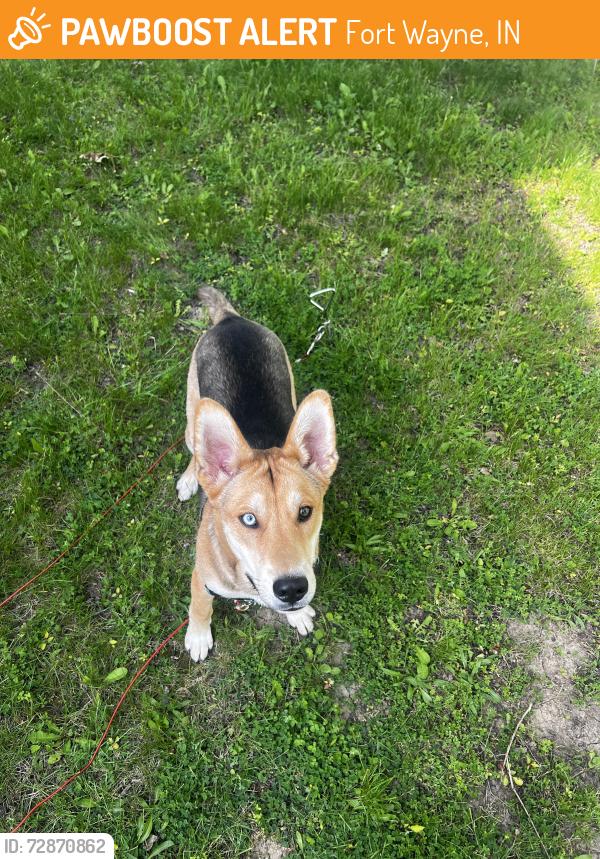 Found/Stray Male Dog last seen hse of God, Fort Wayne, IN 46802