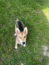 Found/Stray Male Dog last seen hse of God, Fort Wayne, IN 46802