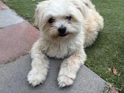 Found/Stray Female Dog last seen Cleland Park, Los Angeles, CA 90065