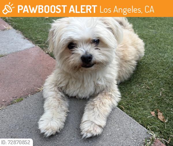 Found/Stray Female Dog last seen Cleland Park, Los Angeles, CA 90065