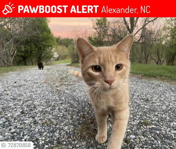 Lost Male Cat last seen bw Walnut Island River Park and Hughey Rd., Alexander, NC 28701