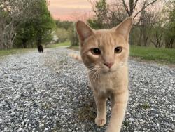 Lost Male Cat last seen bw Walnut Island River Park and Hughey Rd., Alexander, NC 28701