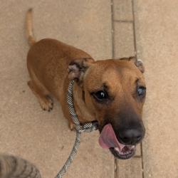 Shelter Stray Female Dog last seen , Greenville, SC 29609