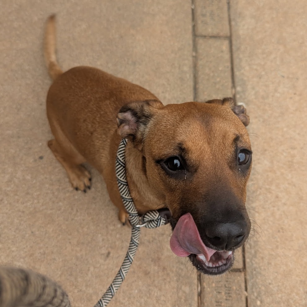 Shelter Stray Female Dog last seen , Greenville, SC 29609