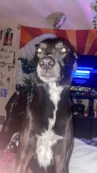 Lost Male Dog last seen N/a, Carson, WA 98610