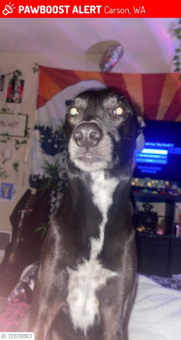 Lost Male Dog last seen N/a, Carson, WA 98610