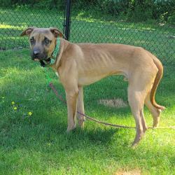 Shelter Stray Male Dog last seen , Cabot, AR 72007