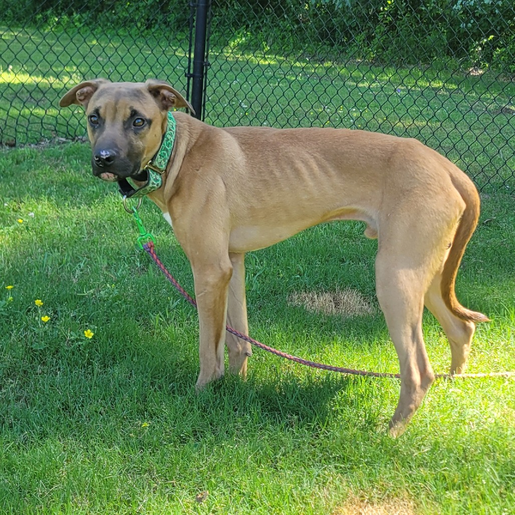 Shelter Stray Male Dog last seen , Cabot, AR 72007