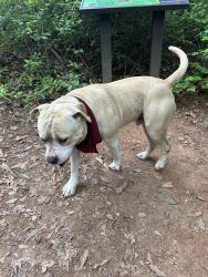 Found/Stray Male Dog last seen In Conestee Nature Preserve near the playground , Mauldin, SC 29662