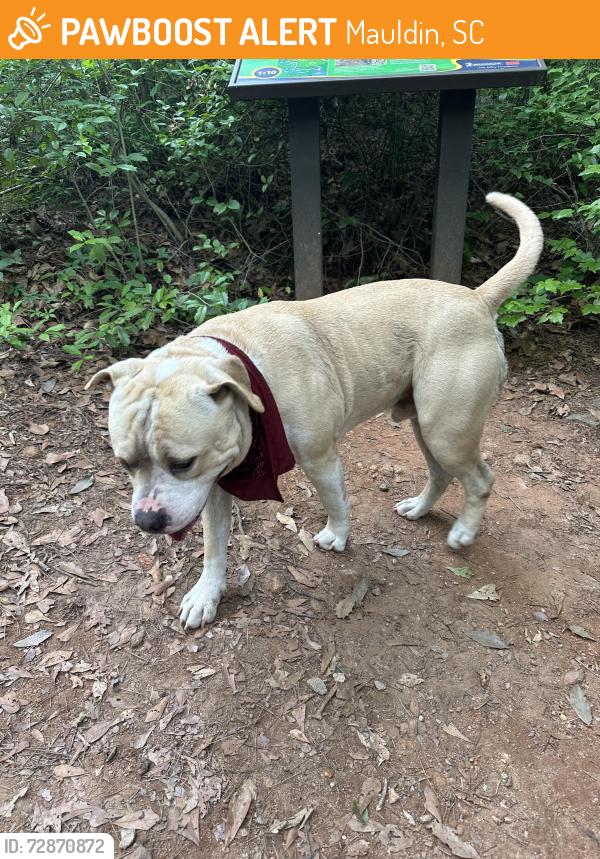 Found/Stray Male Dog last seen In Conestee Nature Preserve near the playground , Mauldin, SC 29662