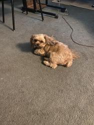 Reunited Male Dog last seen W 16th St, Odessa, TX 79763