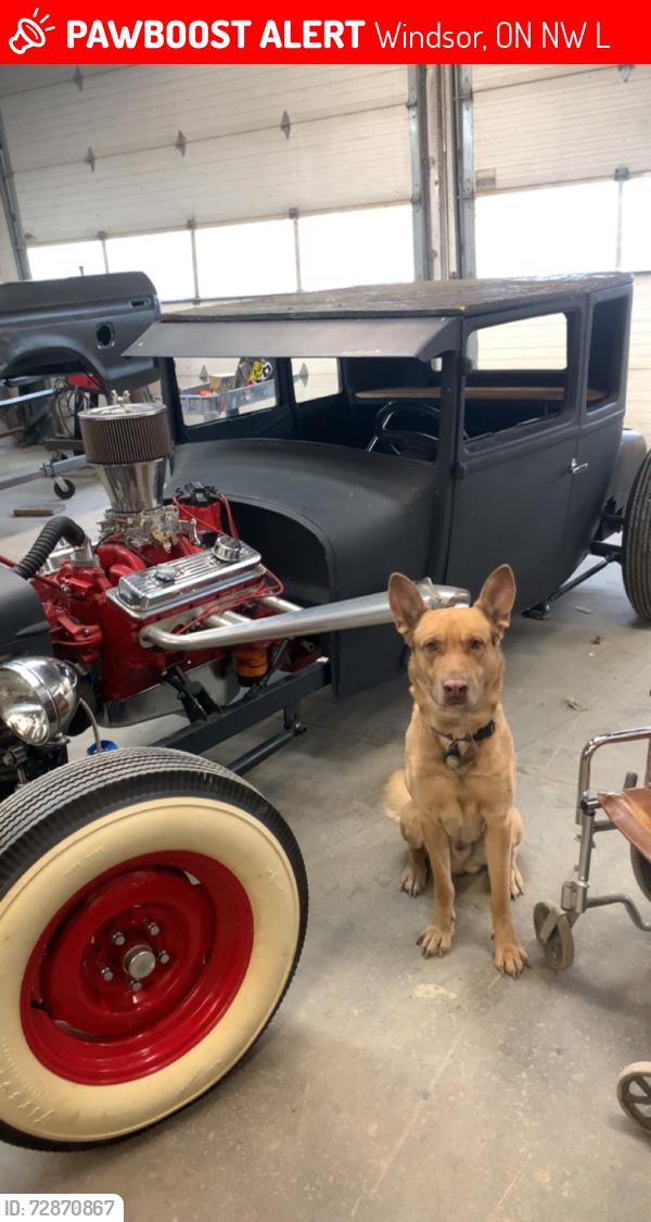 Lost Male Dog last seen Hall and techumpseh , Windsor, ON N8W 2L5