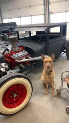 Lost Male Dog last seen Hall and techumpseh , Windsor, ON N8W 2L5