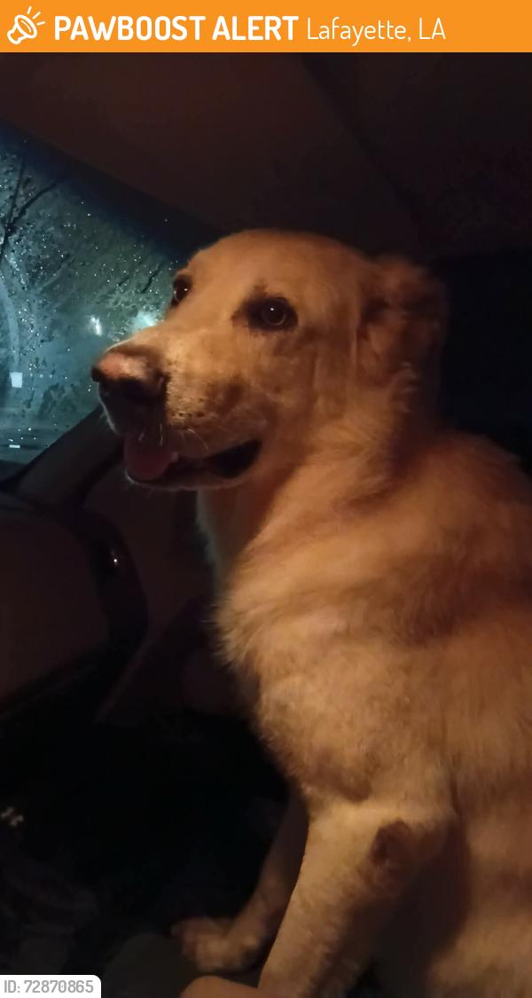 Found/Stray Male Dog last seen Verot School Road , Lafayette, LA 70508