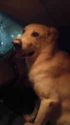 Found/Stray Male Dog last seen Verot School Road , Lafayette, LA 70508
