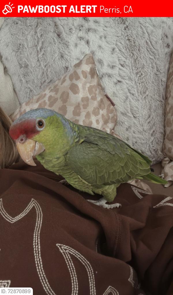 Lost Female Bird last seen Cajalco and temescal ave, Corona, CA 92881
