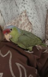 Lost Female Bird last seen Cajalco and temescal ave, Corona, CA 92881