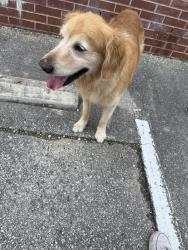 Found/Stray Male Dog last seen Along the Stevens Band Hall and Auditorium , San Antonio, TX 78251