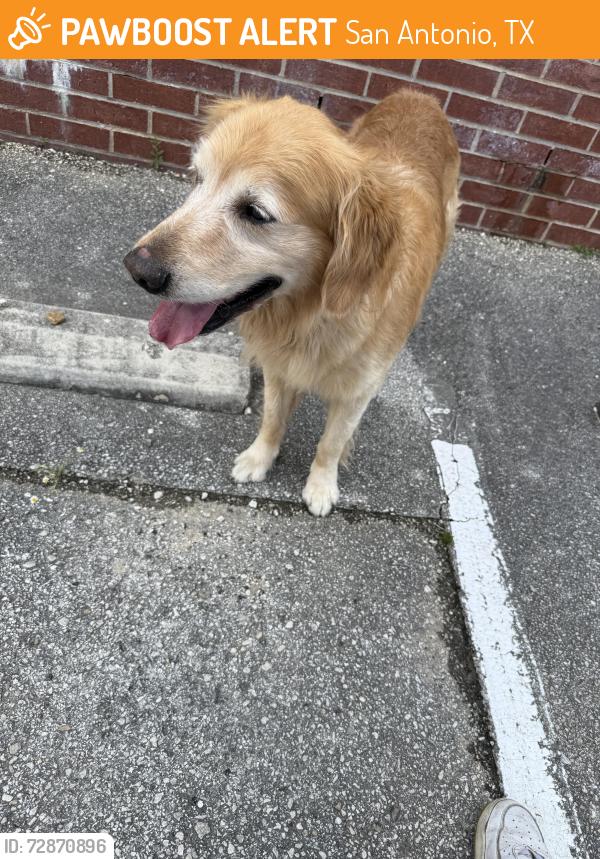 Found/Stray Male Dog last seen Along the Stevens Band Hall and Auditorium , San Antonio, TX 78251