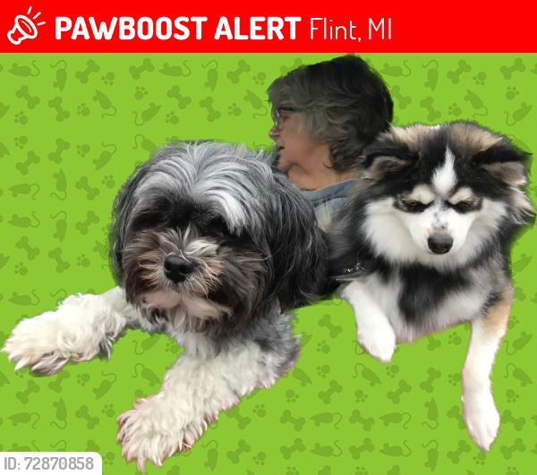 Lost Male Dog last seen Otto and W Parkwood Ave, Flint, MI 48507