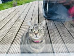 Found/Stray Unknown Cat last seen E13 8AR, Greater London, England E13 8AR
