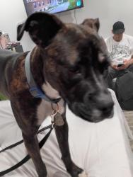 Lost Female Dog last seen Colorado blvd & Sierra Madre St , Pasadena, CA 91107