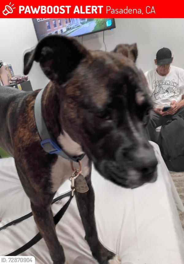 Lost Female Dog last seen Colorado blvd & Sierra Madre St , Pasadena, CA 91107