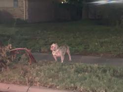 Found/Stray Unknown Dog last seen armet Drive and Carlow Drive, Corpus Christi, TX 78413
