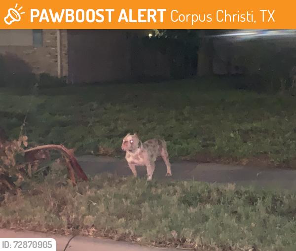 Found/Stray Unknown Dog last seen armet Drive and Carlow Drive, Corpus Christi, TX 78413