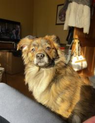 Lost Male Dog last seen Near 28th between Burnham and Rogers, Milwaukee, WI 53215