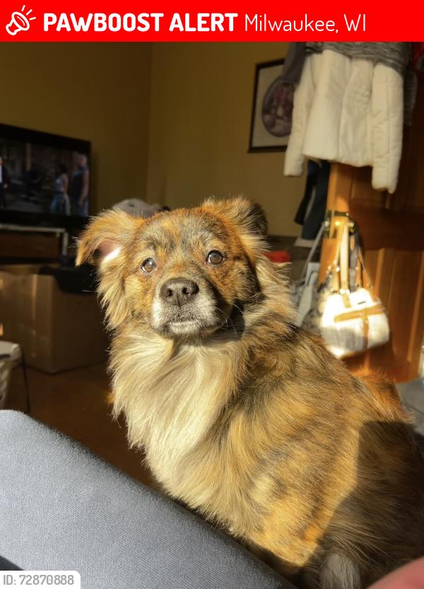 Lost Male Dog last seen Near 28th between Burnham and Rogers, Milwaukee, WI 53215
