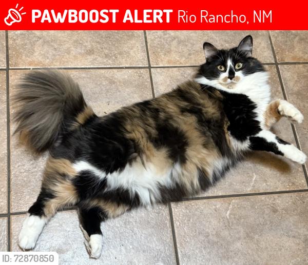 Lost Female Cat last seen Country Club, Rio Rancho, NM 87124
