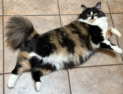 Lost Female Cat last seen Country Club, Rio Rancho, NM 87124