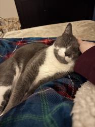Found/Stray Male Cat last seen First way S, Federal Way, WA 98023