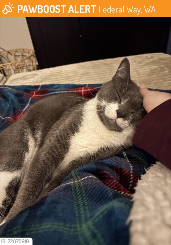 Found/Stray Male Cat last seen First way S, Federal Way, WA 98023